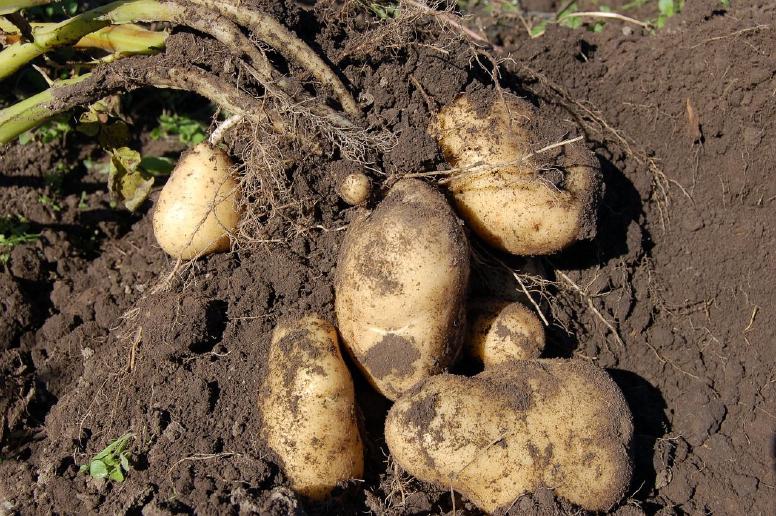 Nur Kartoffeln sind wirklich offlinefähig