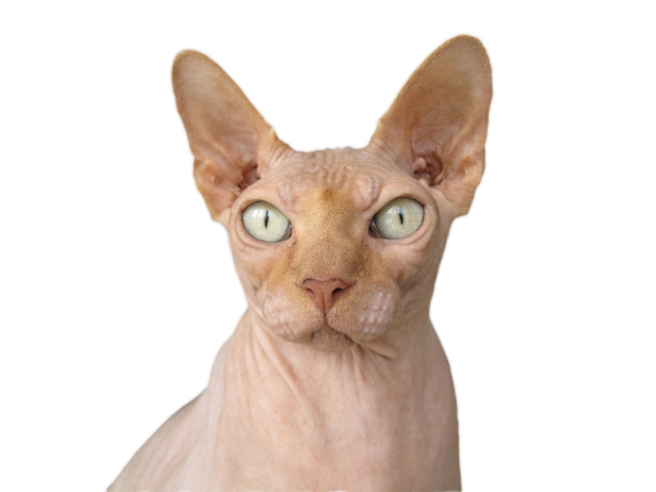 Standard Post with Image